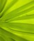 Lime Green Matte Chiffon Fabric by the Yard, 58" Wide Lightweight Sheer Draping Fabric for Chuppah, Wedding Arch, Table Runner